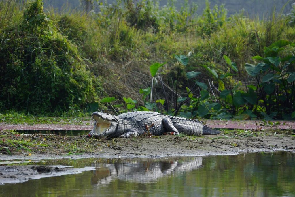 Baghmara Wildlife Resort Саураха Экстерьер фото